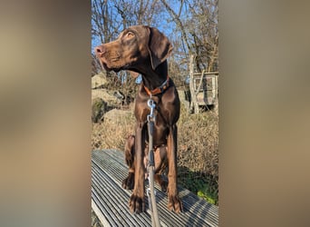 Cleo ist eine sportliche, intelligente Hündin