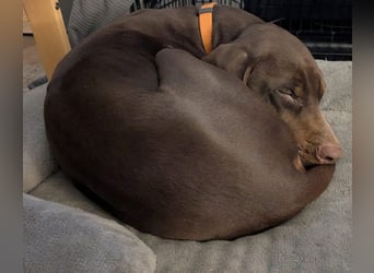 Cleo ist eine sportliche, intelligente Hündin