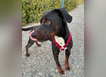 HARTLEY - liebenswerter Blickfang