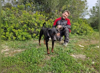 HARTLEY - liebenswerter Blickfang