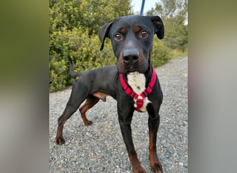 HARTLEY - liebenswerter Blickfang