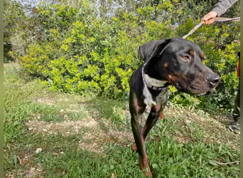 HARTLEY - liebenswerter Blickfang