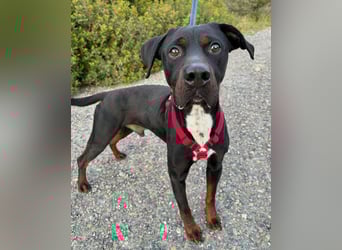 HARTLEY - liebenswerter Blickfang