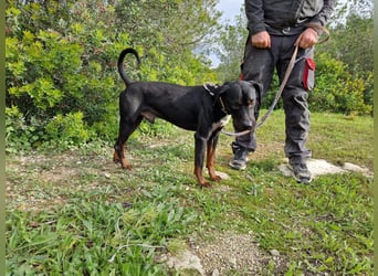 HARTLEY - liebenswerter Blickfang