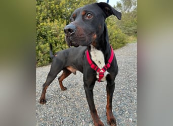 HARTLEY - liebenswerter Blickfang