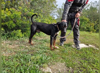 HARTLEY - liebenswerter Blickfang