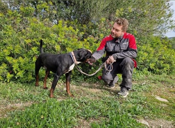 HARTLEY - liebenswerter Blickfang