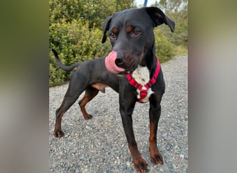 HARTLEY - liebenswerter Blickfang