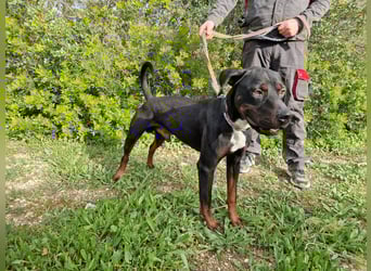 HARTLEY - liebenswerter Blickfang