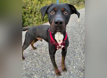 HARTLEY - liebenswerter Blickfang