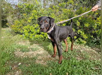 HARTLEY - liebenswerter Blickfang