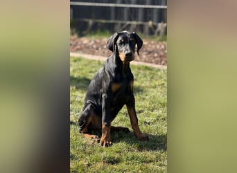 Dobermann Welpen mit Ahnentafel