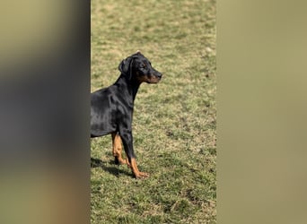 Dobermann Welpen mit Ahnentafel