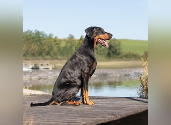 Dobermann Welpen mit Ahnentafel