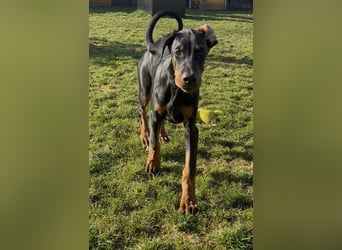 Dobermann Welpen mit Ahnentafel