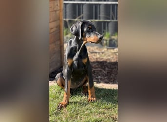 Dobermann Welpen mit Ahnentafel