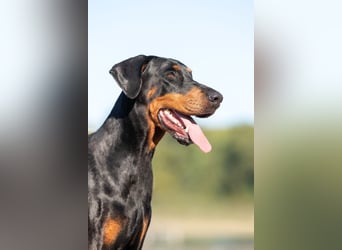 Dobermann Welpen mit Ahnentafel