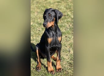 Dobermann Welpen mit Ahnentafel