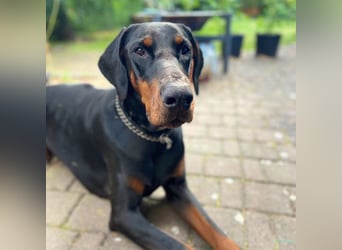 Thor - suchen Menschen mit Hundeerfahrung