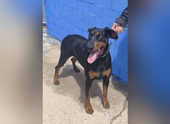 Cloe - wunderschöne Dobermann-Dame sucht rasseerfahrene Menschen mit Herz und Verantwortung