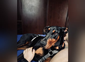 Cloe - wunderschöne Dobermann-Dame sucht rasseerfahrene Menschen mit Herz und Verantwortung