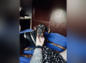 Cloe - wunderschöne Dobermann-Dame sucht rasseerfahrene Menschen mit Herz und Verantwortung