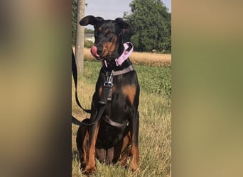 Cloe - wunderschöne Dobermann-Dame sucht rasseerfahrene Menschen mit Herz und Verantwortung