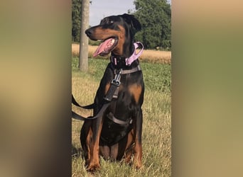 Cloe - wunderschöne Dobermann-Dame sucht rasseerfahrene Menschen mit Herz und Verantwortung
