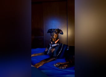 Cloe - wunderschöne Dobermann-Dame sucht rasseerfahrene Menschen mit Herz und Verantwortung