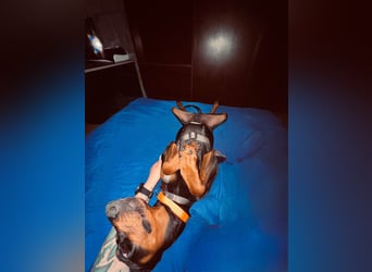 Cloe - wunderschöne Dobermann-Dame sucht rasseerfahrene Menschen mit Herz und Verantwortung