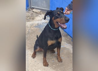 Cloe - wunderschöne Dobermann-Dame sucht rasseerfahrene Menschen mit Herz und Verantwortung