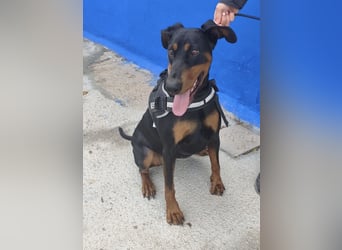 Cloe - wunderschöne Dobermann-Dame sucht rasseerfahrene Menschen mit Herz und Verantwortung