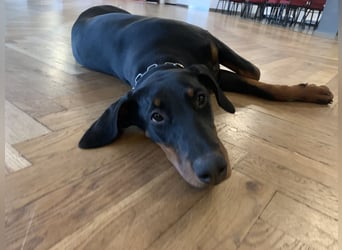 Belle Schmuse-Hündin für Familie oder sportlich aktive