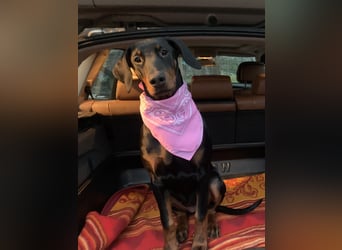 Belle Schmuse-Hündin für Familie oder sportlich aktive