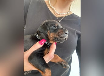 Dobermann Welpen mit FCI Stammbaum
