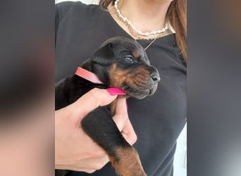 Dobermann Welpen mit FCI Stammbaum
