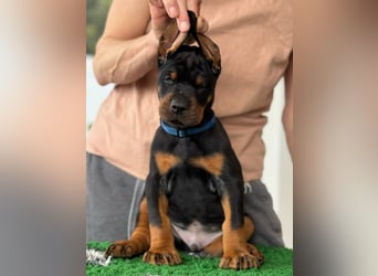 Dobermann Welpen mit FCI Stammbaum