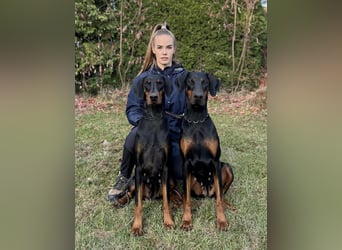 Dobermann Welpen mit FCI Stammbaum