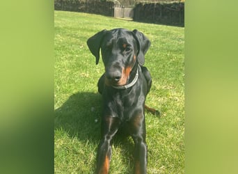 Coswig-Anhalt : Dobermann Junghund sucht neuen Wirkungskreis