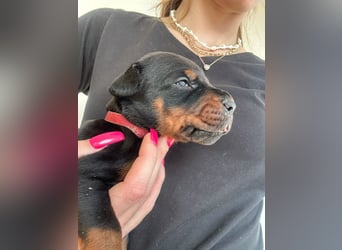 Dobermann Welpen mit FCI Stammbaum