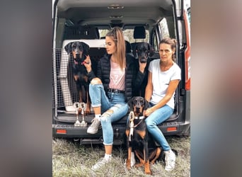 Dobermann Welpen mit FCI Stammbaum