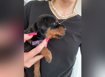 Dobermann Welpen mit FCI Stammbaum