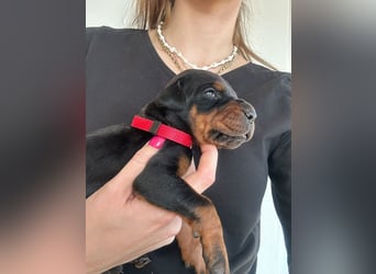 Dobermann Welpen mit FCI Stammbaum