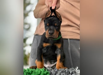 Dobermann Welpen mit FCI Stammbaum