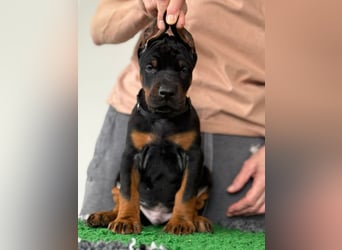 Dobermann Welpen mit FCI Stammbaum