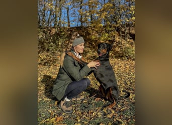 Dobermann Welpen mit FCI Stammbaum