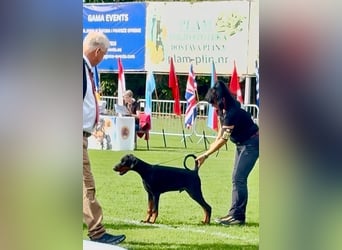 Coswig-Anhalt : Dobermann Junghund sucht neuen Wirkungskreis