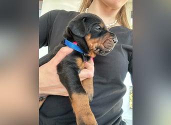 Dobermann Welpen mit FCI Stammbaum