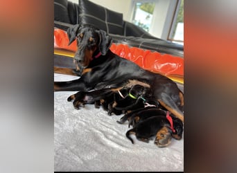 Dobermann Welpen mit FCI Stammbaum