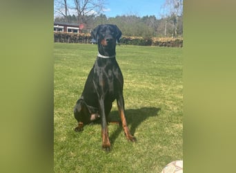 Coswig-Anhalt : Dobermann Junghund sucht neuen Wirkungskreis